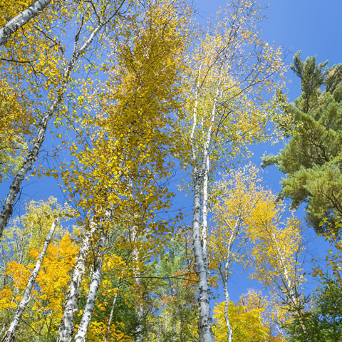 BETULA PAPYRIFERA