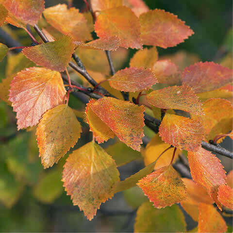 BETULA PUBESCENS