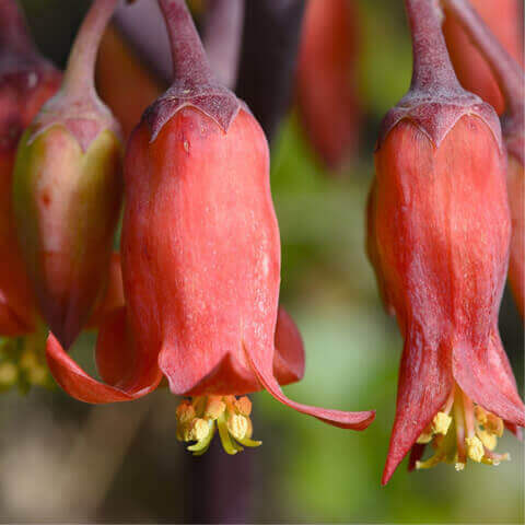 BRACHYCHITON ACERIFOLIUS - Flamme australienne