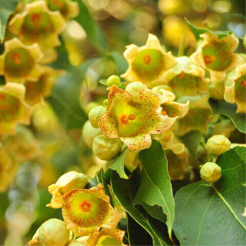 BRACHYCHITON POPULNEUS - Arbre bouteille