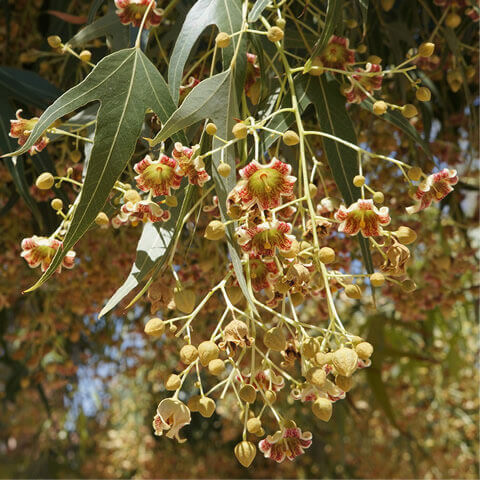 BRACHYCHITON POPULNEUS - rbol botella