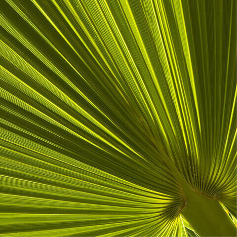 BRAHEA EDULIS - Guadeloupe Palm