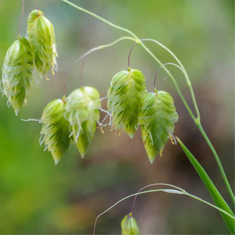 BRIZA MAXIMA - Tembladera