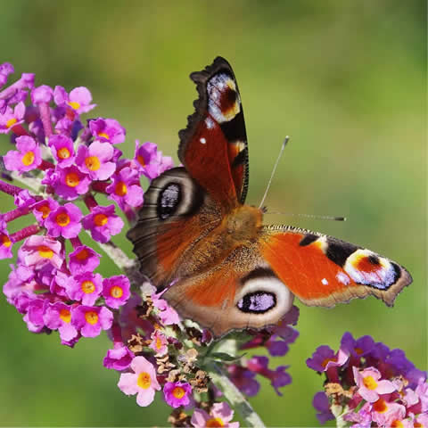 BUDDLEJA DAVIDII - Arbusto de las mariposas