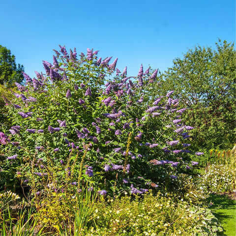 BUDDLEJA DAVIDII - Arbusto de las mariposas