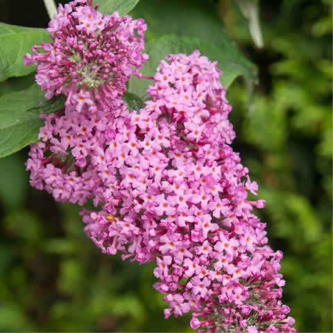 BUDDLEJA DAVIDII - Arbusto de las mariposas