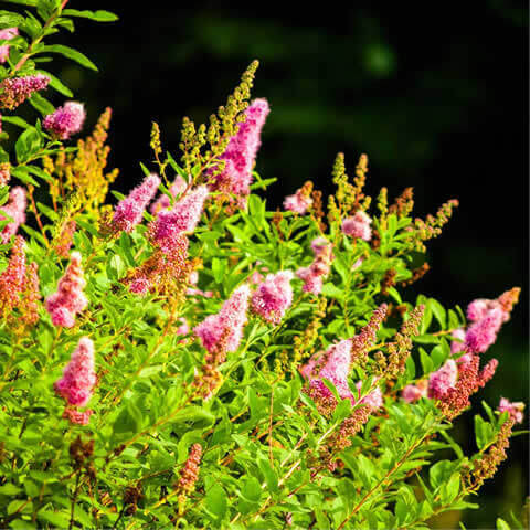 BUDDLEJA DAVIDII - Arbusto de las mariposas