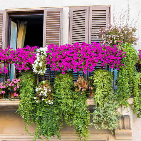 Balcones&Terrazas - Mezcla de flores