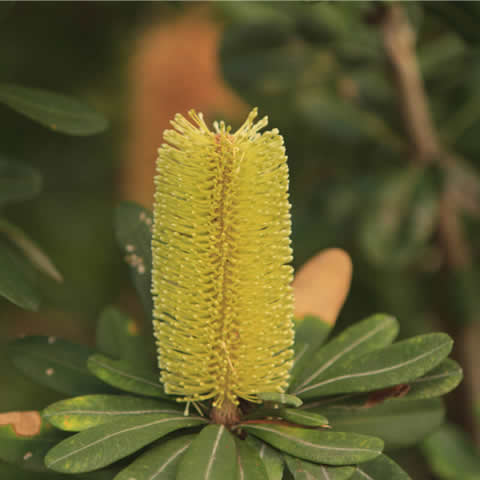 BANKSIA INTEGRIFOLIA - Coast Banksia
