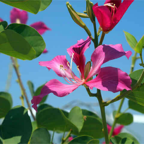 BAUHINIA PURPUREA