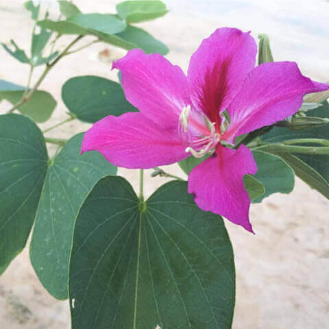 BAUHINIA PURPUREA