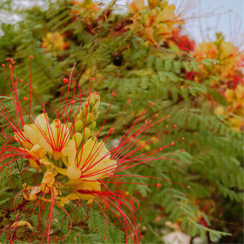 CAESALPINIA GILLIESII - Barba de chivo