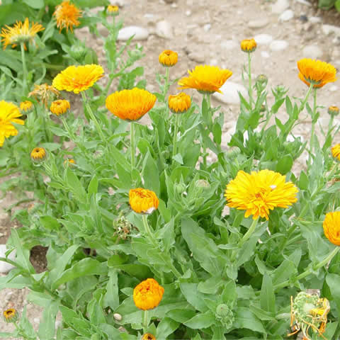 CALENDULA OFFICINALIS Pacific Beauty - Souci Pacific Beauty