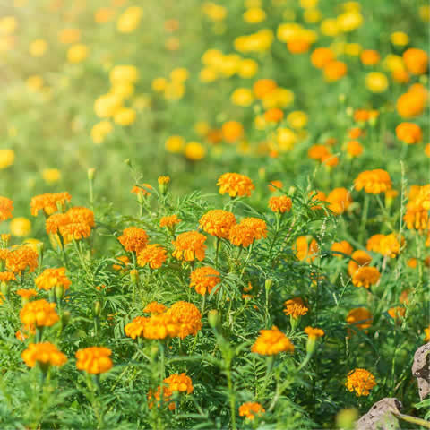 CALENDULA OFFICINALIS Pacific Beauty - Calendula