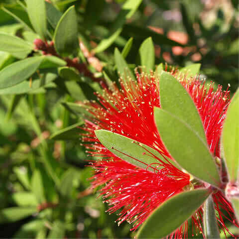 CALLISTEMON CITRINUS - Limpiatubos rojo