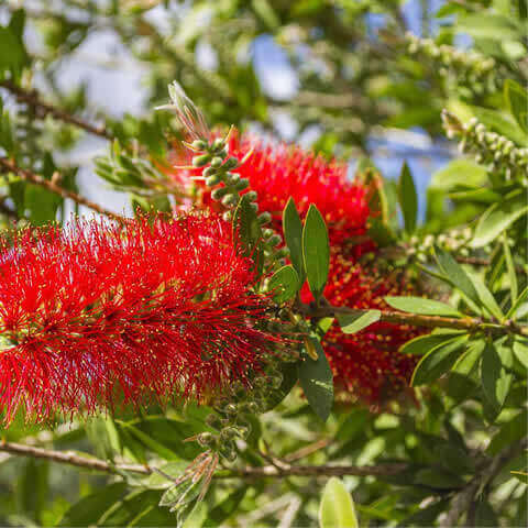 CALLISTEMON CITRINUS Splendens - Bottlebrush