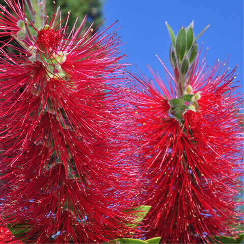 CALLISTEMON CITRINUS Splendens - Bottlebrush