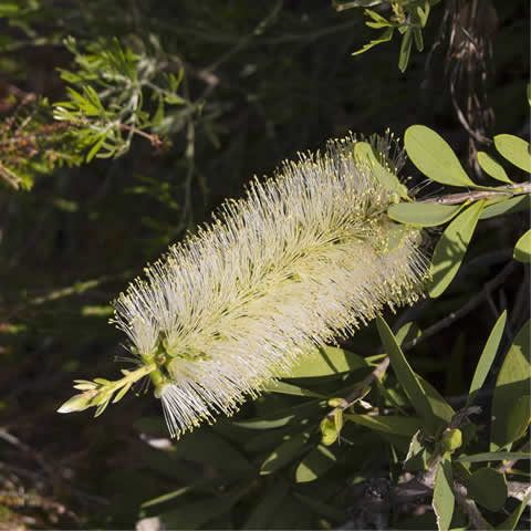 CALLISTEMON SALIGNUS - Willow Bottlebrush