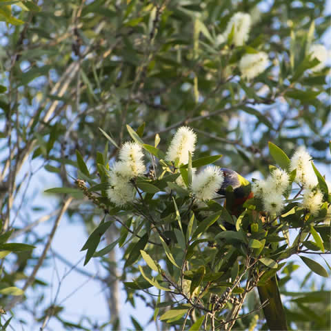 CALLISTEMON SALIGNUS - Willow Bottlebrush