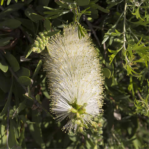 CALLISTEMON SALIGNUS - Sauce limpiabotellas