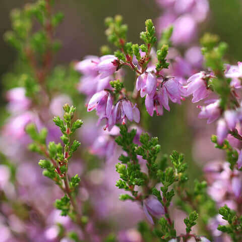 CALLUNA VULGARIS - Brecina