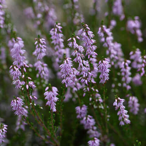 CALLUNA VULGARIS - Brecina