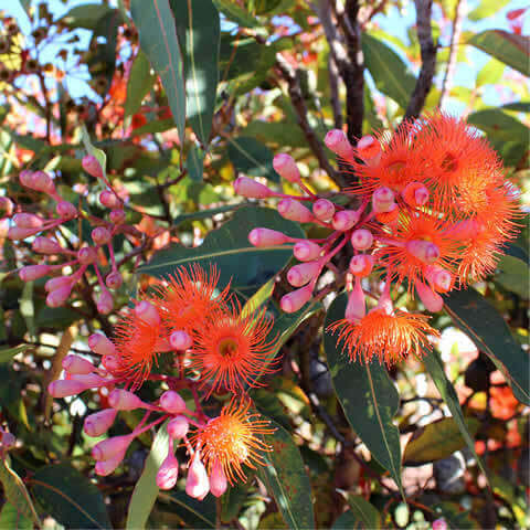 EUCALYPTUS FICIFOLIA