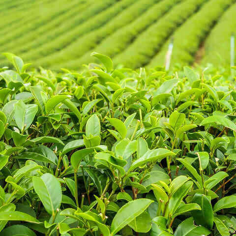 CAMELLIA SINENSIS - rbol del t