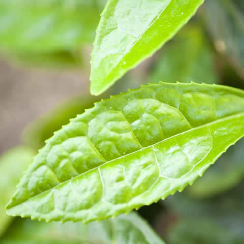 CAMELLIA SINENSIS - rbol del t