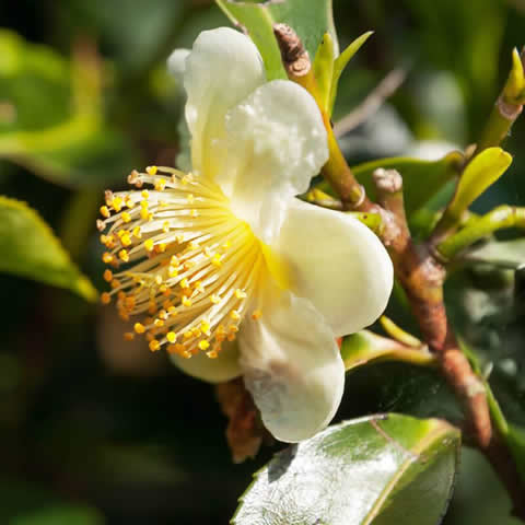 CAMELLIA SINENSIS - rbol del t