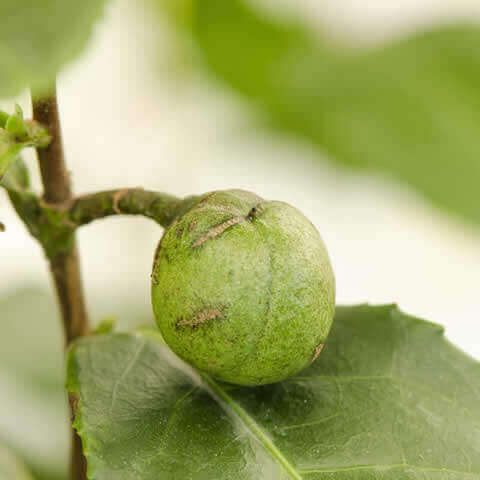 CAMELLIA OLEIFERA