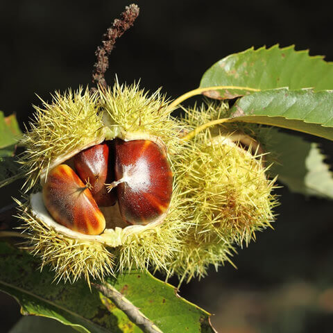 CASTANEA SATIVA - European Chestnut