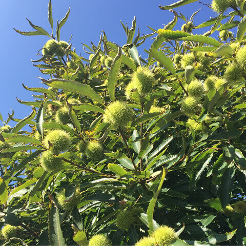 CASTANEA SATIVA - European Chestnut