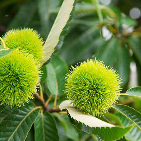 CASTANEA SATIVA - Castao