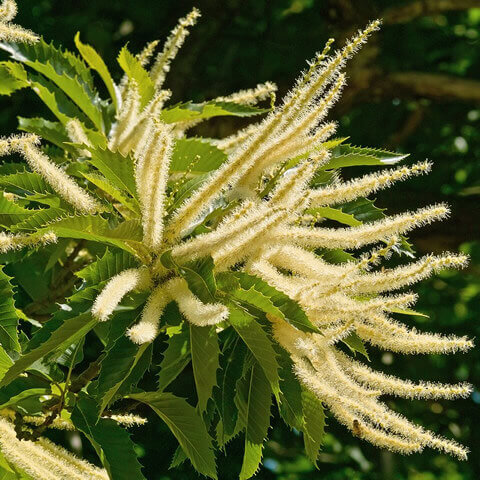 CASTANEA SATIVA - Castao