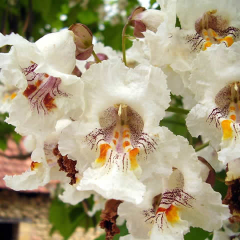 CATALPA BIGNONIOIDES - Indian Bean Tree