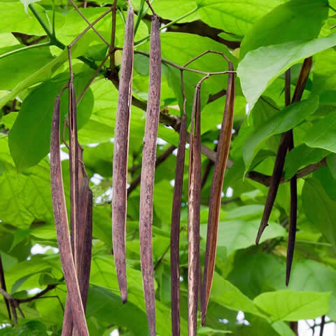 CATALPA BIGNONIOIDES - Catalpa comn