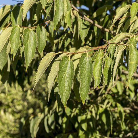 CELTIS AUSTRALIS - Almez