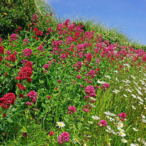 CENTRANTHUS RUBER COCCINEUS - Carmine Red Valerian