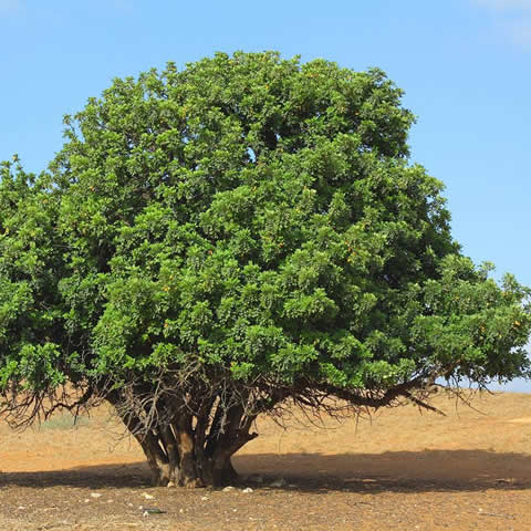 CERATONIA SILIQUA - Carob Bean