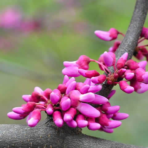CERCIS CANADENSIS - Ciclamor de Canad