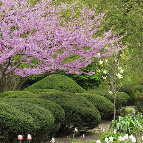CERCIS CANADENSIS - Ciclamor de Canad