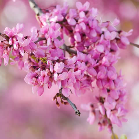 CERCIS SILIQUASTRUM - Arbre de Jude #1