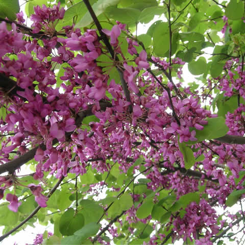 CERCIS SILIQUASTRUM - Arbre de Jude #2