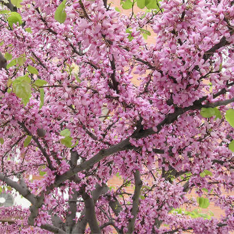 CERCIS SILIQUASTRUM - rbol del amor