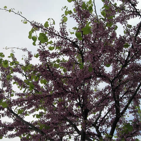 CERCIS SILIQUASTRUM - rbol del amor