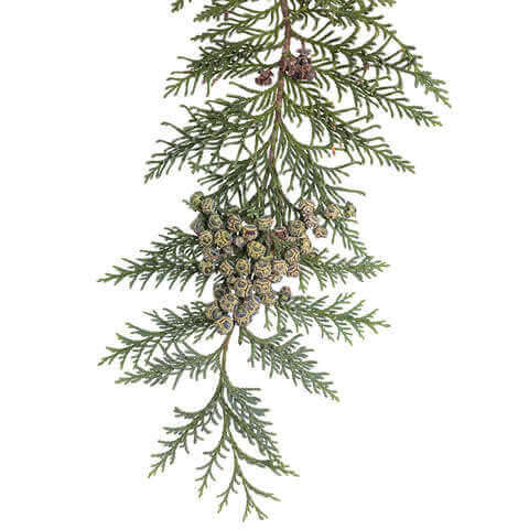 CHAMAECYPARIS LAWSONIANA - Ciprs de Lawson