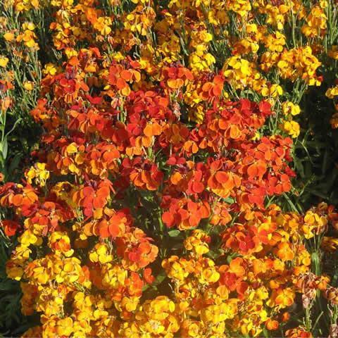 CHEIRANTHUS CHEIRII Tom Thumb - Dwarf Wallflower