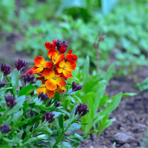 CHEIRANTHUS CHEIRII Tom Thumb - Dwarf Wallflower