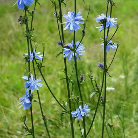 CICHORIUM INTYBUS - Achicoria silvestre